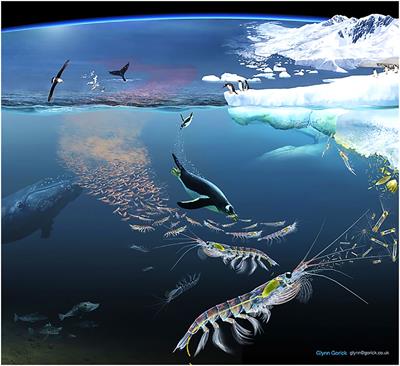 Observing change in pelagic animals as sampling methods shift: the case of Antarctic krill